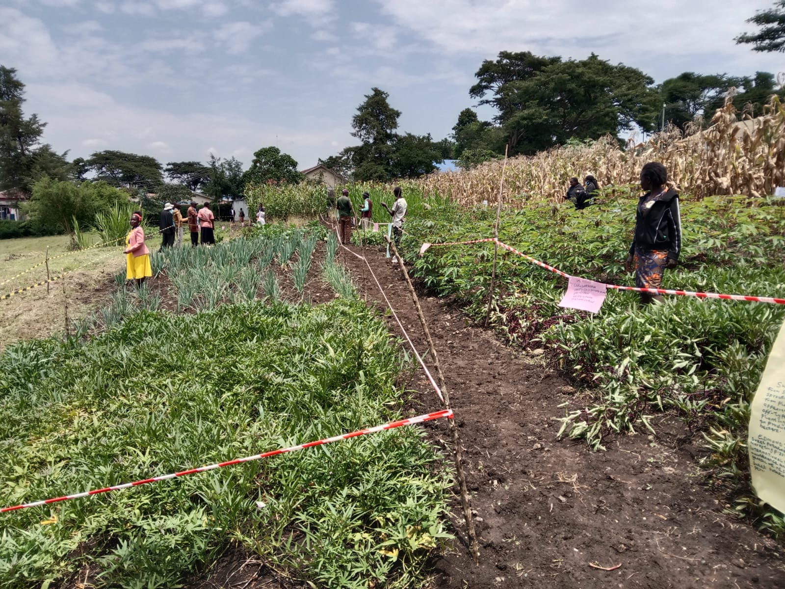 Climate Change Response